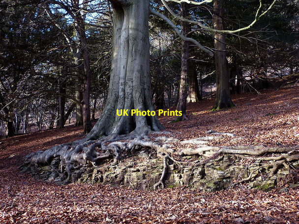Photo 6"x4" Beech tree roots, Arnside Knott Wood Arnside\/SD4578 c2012
