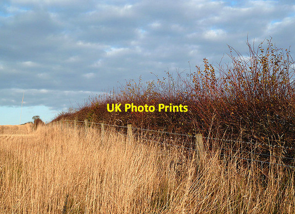 Photo 6"x4" A field boundary near Lindean Reservoir Greenhead\/NT4929 c2012