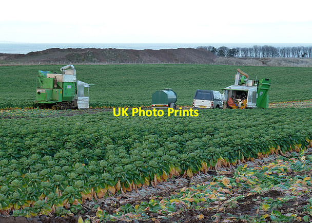 Photo 6"x4" Harvesting a winter cabbage crop Broxburn\/NT6977 c2012
