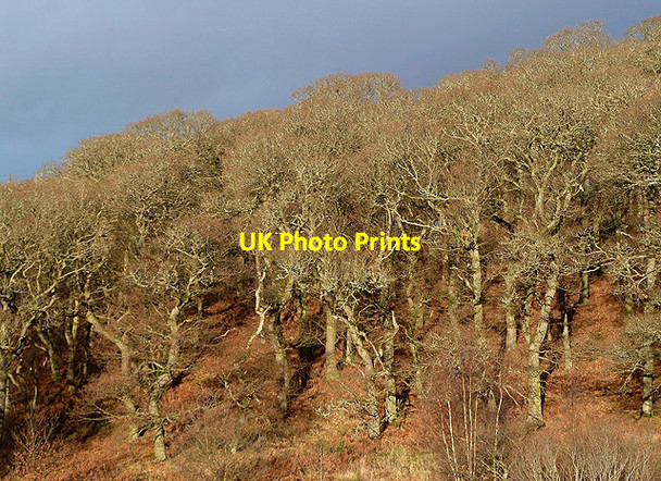Photo 6"x4" Aikyside Wood Abbey St Bathans c2012