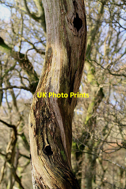 Photo 6"x4" An old tree in Aikyside Wood Abbey St Bathans c2012