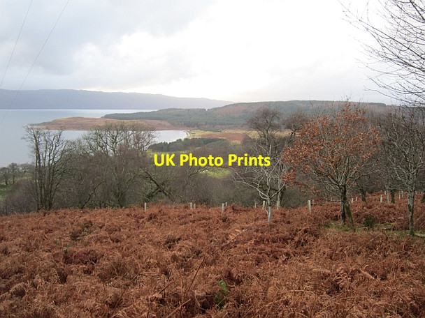 Photo 6"x4" Cowal woodland Millhouse\/NR9570 c2012