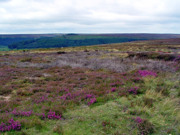 Photo 6"x4" Open moorland above Cockayne Cockayne c2008