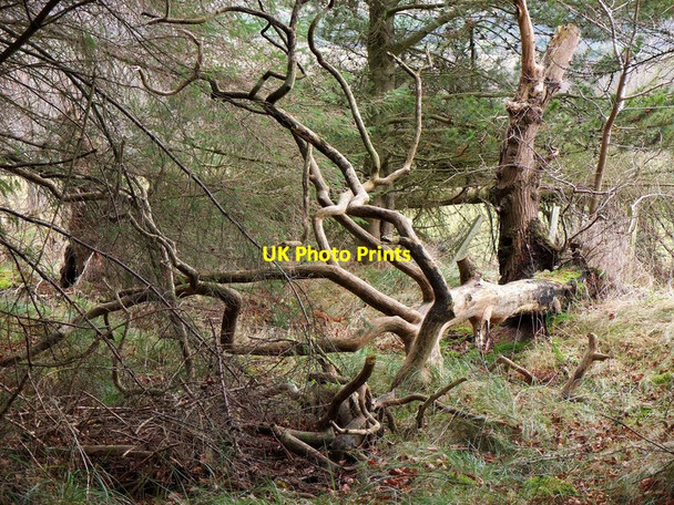 Photo 6"x4" A fallen tree near Glencorse Penicuik c2012