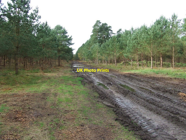 Photo 6"x4" Muddy Forest Track Lynford c2012