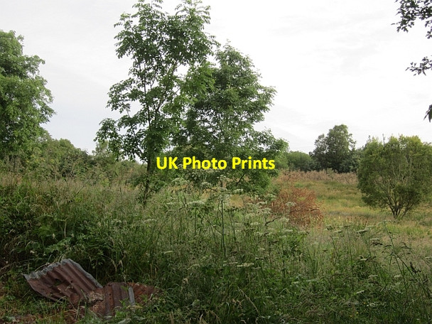 Photo 6"x4" Wetland woodland Dromahair c2012