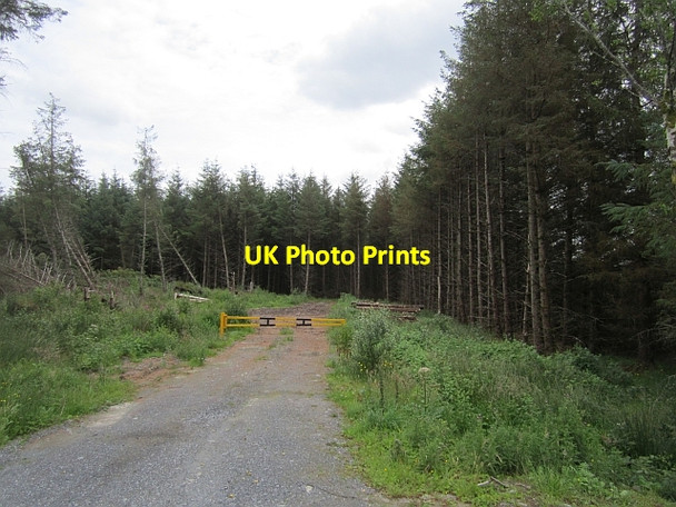 Photo 6"x4" Conifer plantation near Cloonacool Cloonacool c2012