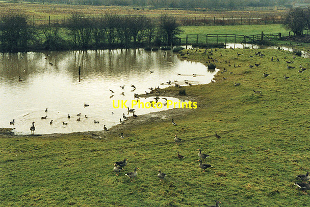 Photo 6"x4" Mixed ducks at Slimbridge Shepherd's Patch c1989
