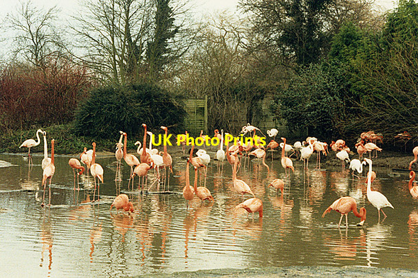 Photo 6"x4" Flamingos at Slimbridge Shepherd's Patch c1989