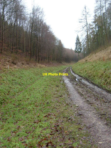 Photo 6"x4" Ash Dale Carlton\/SE6086 c2012