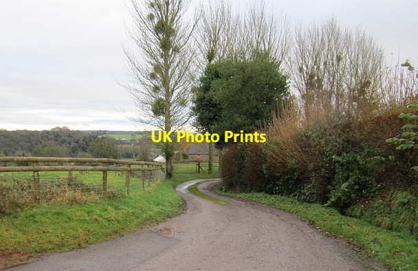 Photo 6"x4" Mistletoe, Newton Newton\/SO5053 c2012