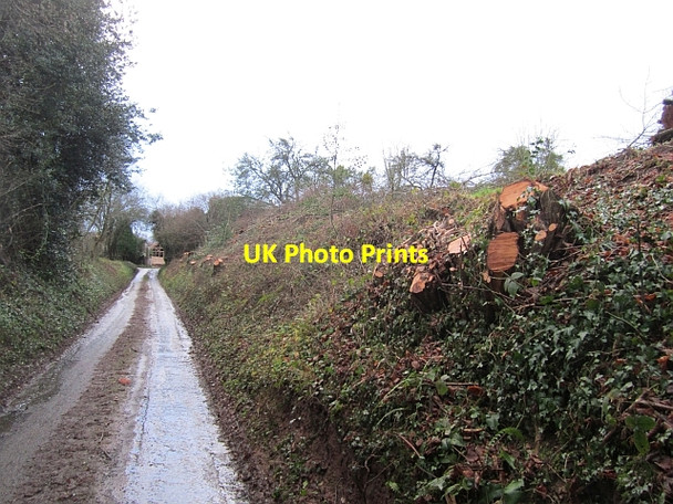 Photo 6"x4" Removed hedge, Newton Marlbrook\/SO5054 c2012