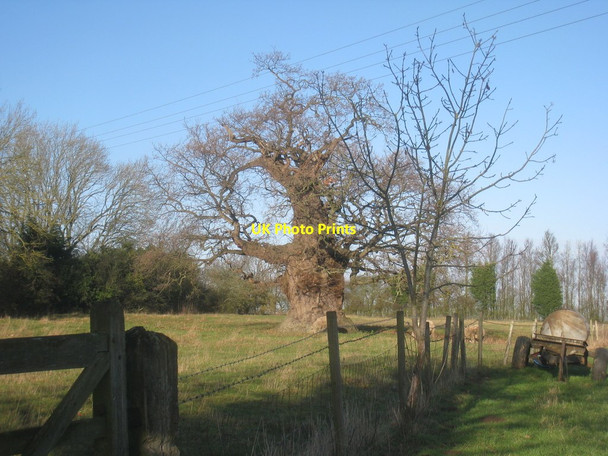 Photo 6"x4" Remarkable oak, Woodthorpe Woodthorpe\/TF4380 c2013