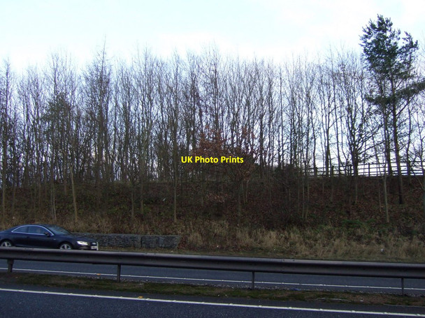 Photo 6"x4" Trees beside the A19 Hilton\/NZ4611 c2012