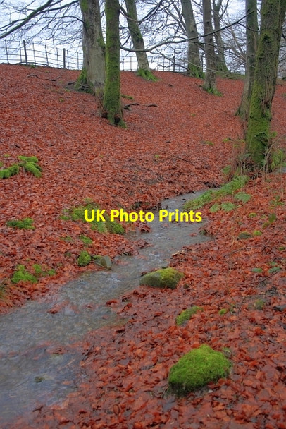 Photo 6"x4" Patch of Beech Woodland, near Thurston Haws Bank\/SD3096 c2012