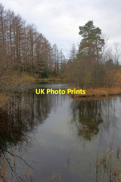 Photo 6"x4" Un-named Tarn, Grizedale Forest Grizedale c2012