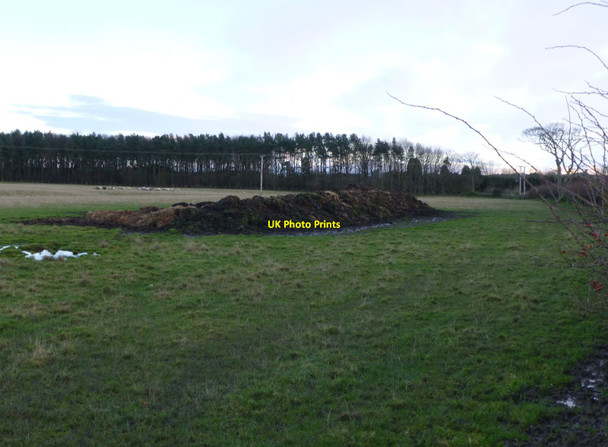 Photo 6"x4" Dung heap Rennington c2013