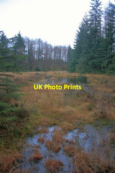 Photo 6"x4" Unmapped Tarn at Goose Foot Moss Grizedale c2012
