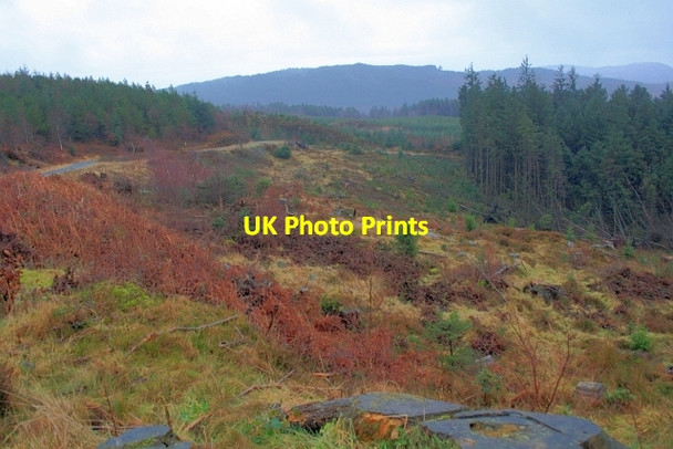 Photo 6"x4" Clear Felling at Breasty Haw Grizedale c2012