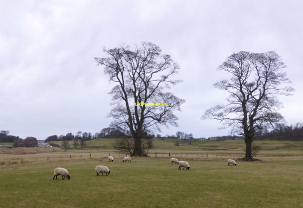 Photo 6"x4" Sheep in pasture Alnwick c2013