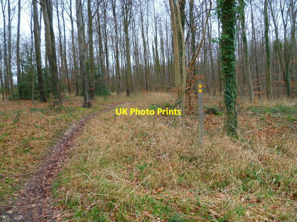 Photo 6"x4" Footpath marker post in Rewell Hill Wood Madehurst c2013