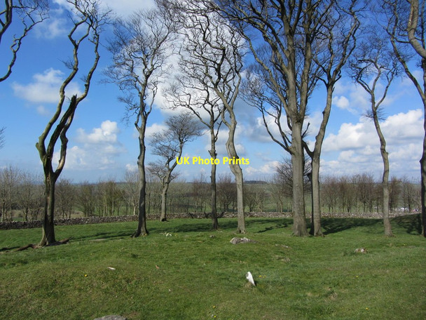 Photo 6"x4" Trees on the summit of Minninglow Hill, Derbyshire Aldwark\/SK2257 c2012