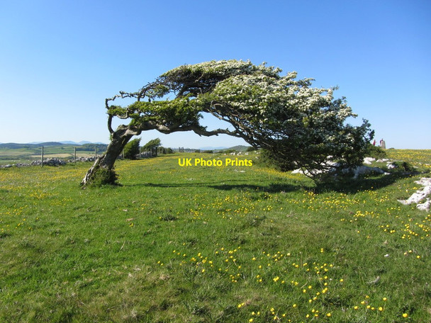 Photo 6"x4" On Humphrey Head - Wind blown hawthorn tree Kents Bank\/SD3976 c2012
