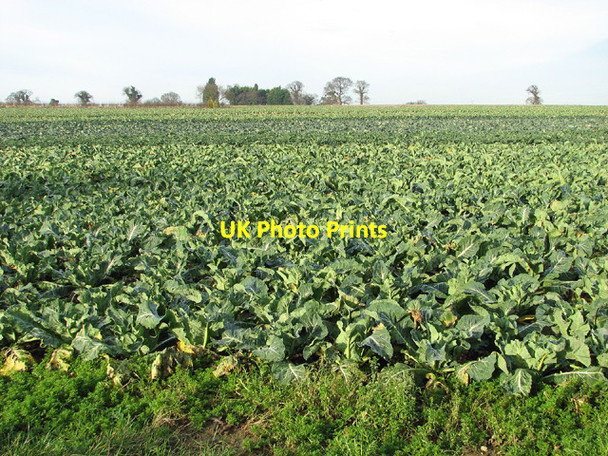 Photo 6"x4" Cabbage fields by Bloodman's Corner, Lound Bloodman's Corner c2013