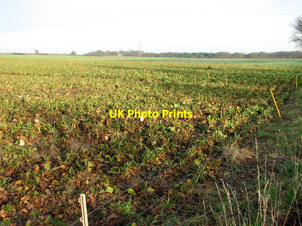 Photo 6"x4" Kale and cabbages by Lodge Farm, Lound Bloodman's Corner c2013