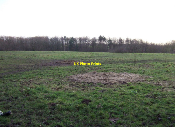Photo 6"x4" Grazing off Darlington Road Elton\/NZ4017 c2013