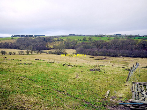 Photo 6"x4" Light Side Dalton\/NY9158 c2013