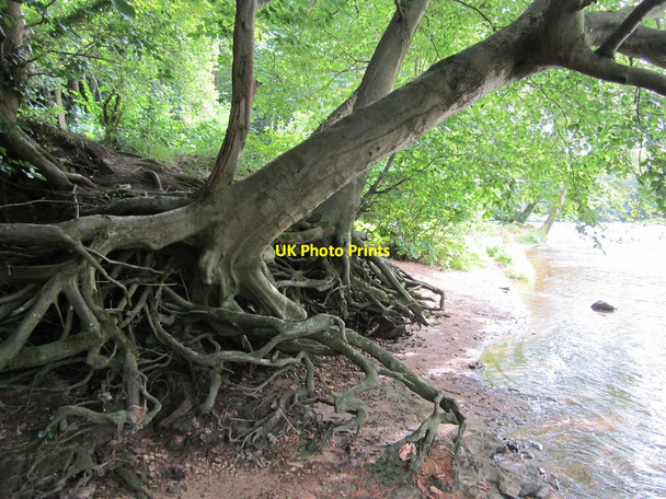 Photo 6"x4" Tangled Roots Great Lumley c2012
