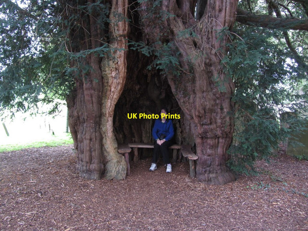 Photo 6"x4" Seat within ancient yew tree in churchyard at Much Marcle Much Marcle c2012