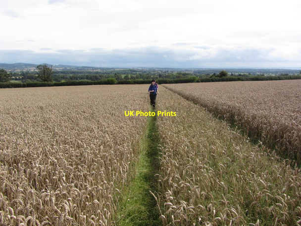 Photo 6"x4" Walking on field path, S of the Row, Bodenham Bank near Much Marcle Bodenham Bank c2012