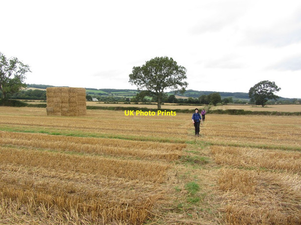 Photo 6"x4" Walking on field path between Rushall & Much Marcle Rushall\/SO6434 c2012