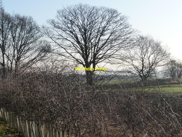 Photo 6"x4" Winter trees along a field boundary Rothwell\/SE3428 c2013
