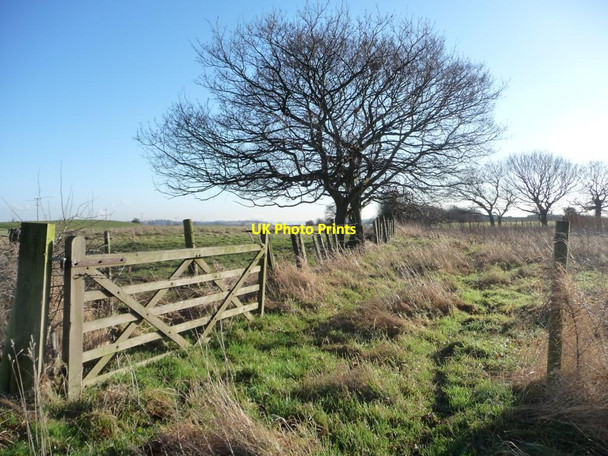 Photo 6"x4" Winter trees on a field boundary Hollinthorpe c2013