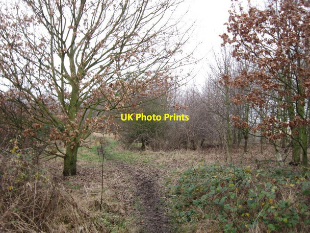 Photo 6"x4" The Community Woodland on Noddle Hill Way, Hull Sutton-on-Hull c2013
