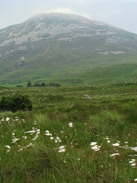 Photo 6"x4" Bog cotton under Errigal Money Beg c2008