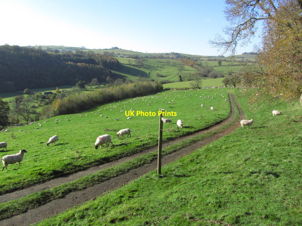 Photo 6"x4" Track leading down from Thorpe to Coldwall Bridge Thorpe\/SK1550 c2012