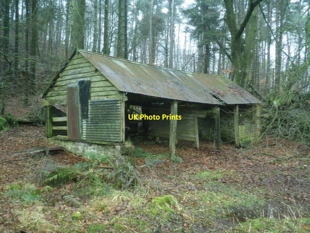 Photo 6"x4" Abandoned shed, Staple Hill Plantation Feltham\/ST2317 c2013