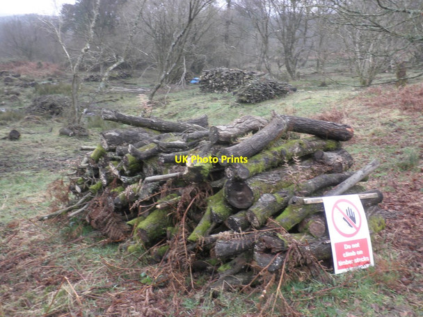Photo 6"x4" Wood piles, Staple Hill Plantation Feltham\/ST2317 c2013