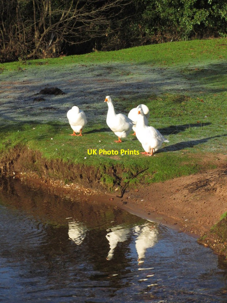 Photo 6"x4" Geese by Mill Brook, Lower Ellastone Lower Ellastone c2012