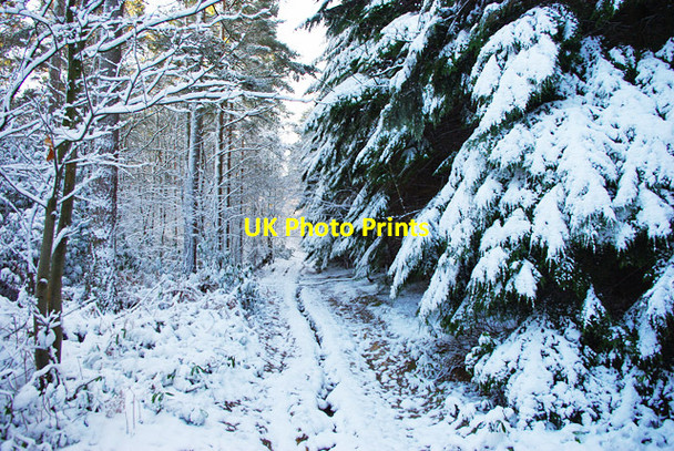 Photo 6"x4" Track, Tilgate Forest Tilgate Forest Row c2009