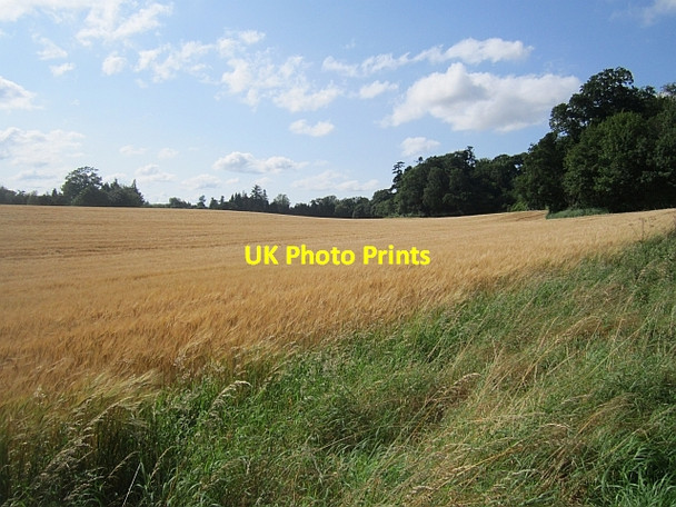 Photo 6"x4" Barley, Monteviot Nisbet\/NT6725 c2012