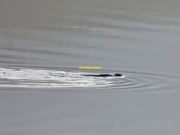 Photo 6"x4" Otter in Loch Ederline Ford\/NM8603 c2013