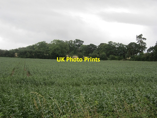 Photo 6"x4" Bean crop, Cargill Cargill c2012