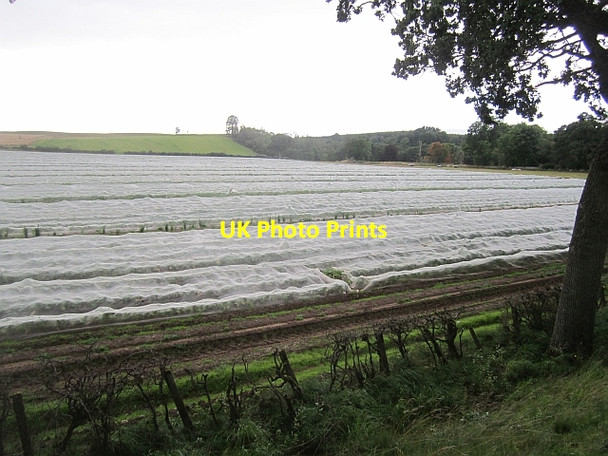 Photo 6"x4" Crops under nets Newmiln\/NO1230 c2012