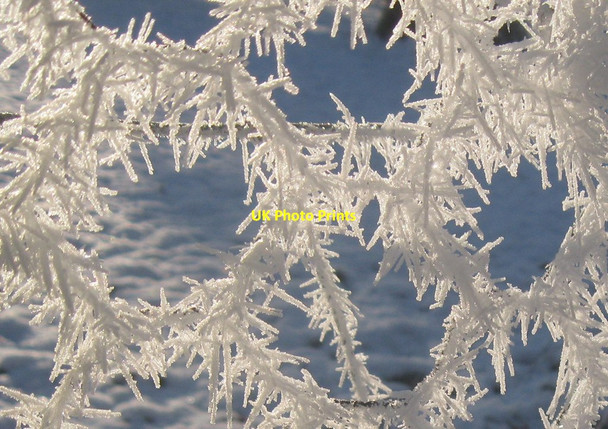 Photo 6"x4" Hoar frost Little Saxham c2013
