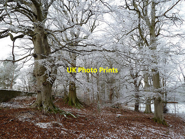 Photo 6"x4" A beech wood at Lowood Estate Melrose\/NT5434 c2013